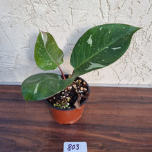 Load image into Gallery viewer, #803 Philodendron White Knight