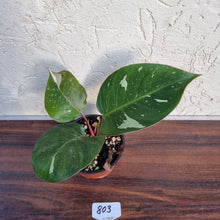 Load image into Gallery viewer, #803 Philodendron White Knight