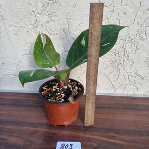 #803 Philodendron White Knight