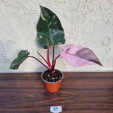 #37 Philodendron Pink Princess