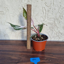 Load image into Gallery viewer, #891 Philodendron Pink Princess