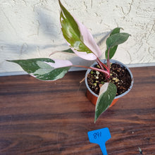 Load image into Gallery viewer, #891 Philodendron Pink Princess