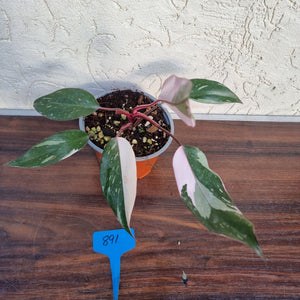 #891 Philodendron Pink Princess