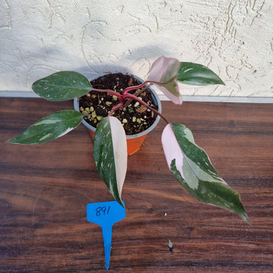#891 Philodendron Pink Princess