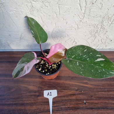 #A1 Philodendron Pink Princess