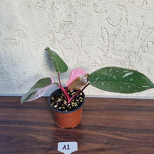 Load image into Gallery viewer, #A1 Philodendron Pink Princess