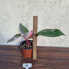 Load image into Gallery viewer, #A1 Philodendron Pink Princess
