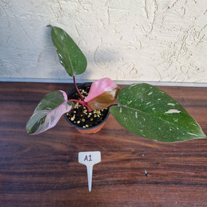#A1 Philodendron Pink Princess