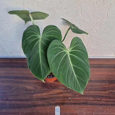 #32 Philodendron Gloriosum