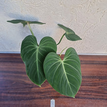 Load image into Gallery viewer, #32 Philodendron Gloriosum