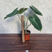 Load image into Gallery viewer, #32 Philodendron Gloriosum