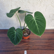Load image into Gallery viewer, #32 Philodendron Gloriosum