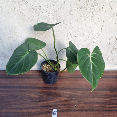 #65 Philodendron Gloriosum