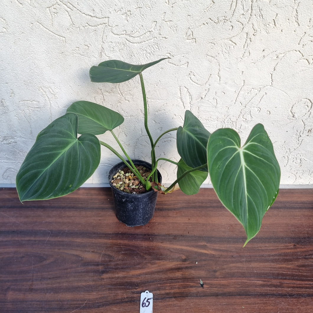 #65 Philodendron Gloriosum