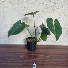 Load image into Gallery viewer, #65 Philodendron Gloriosum
