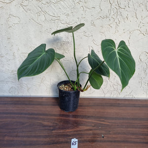 #65 Philodendron Gloriosum