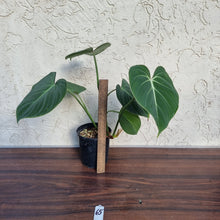 Load image into Gallery viewer, #65 Philodendron Gloriosum