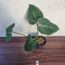 Load image into Gallery viewer, #65 Philodendron Gloriosum