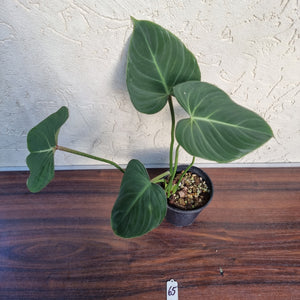 #65 Philodendron Gloriosum