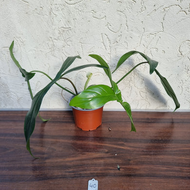 #40 Philodendron 69686 - 'Big Ears'
