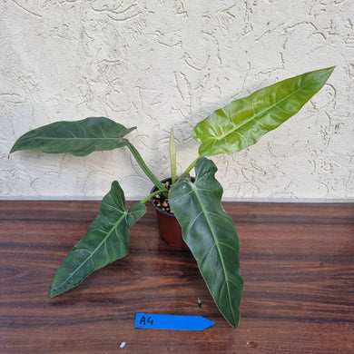 #A4 Philodendron Maximum