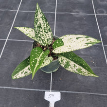 Load image into Gallery viewer, #59 Aglaonema Harlequin &#39;Short&#39;