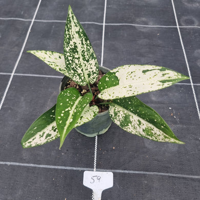 #59 Aglaonema Harlequin 'Short'