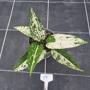 #59 Aglaonema Harlequin 'Short'