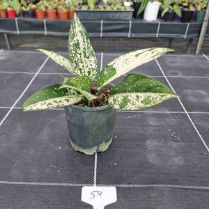 #59 Aglaonema Harlequin 'Short'