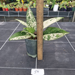 #59 Aglaonema Harlequin 'Short'