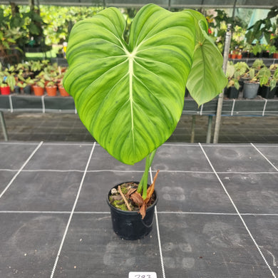 #283 Philodendron Dean McDowell