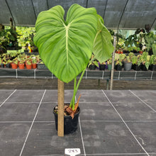Load image into Gallery viewer, #283 Philodendron Dean McDowell