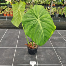Load image into Gallery viewer, #283 Philodendron Dean McDowell