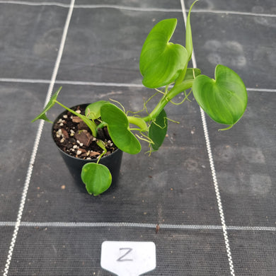 #Z Philodendron Grazielae