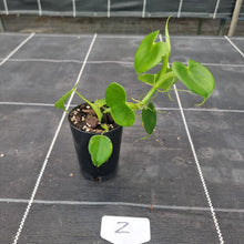 Load image into Gallery viewer, #Z Philodendron Grazielae