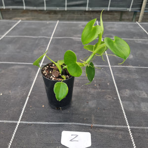 #Z Philodendron Grazielae