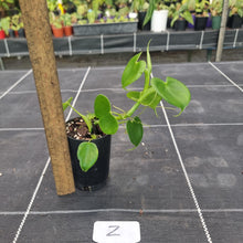 Load image into Gallery viewer, #Z Philodendron Grazielae