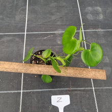 Load image into Gallery viewer, #Z Philodendron Grazielae
