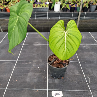 #906 Philodendron Dean McDowell