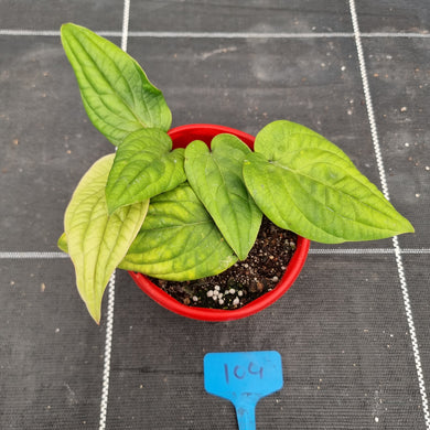 #104 Anthurium Radicans