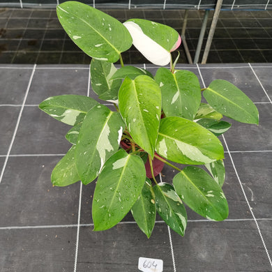 #604 Large Philodendron White Princess with multiple heads