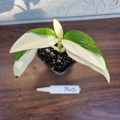 #740 Variegated Monstera Standleyana