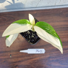 Load image into Gallery viewer, #740 Variegated Monstera Standleyana