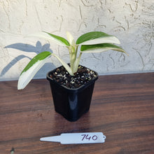 Load image into Gallery viewer, #740 Variegated Monstera Standleyana