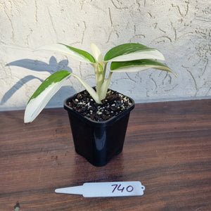 #740 Variegated Monstera Standleyana