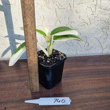 Load image into Gallery viewer, #740 Variegated Monstera Standleyana