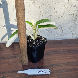 #740 Variegated Monstera Standleyana