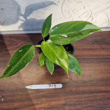 Load image into Gallery viewer, #713 Philodendron White Princess