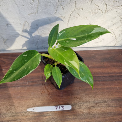#713 Philodendron White Princess