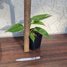 Load image into Gallery viewer, #713 Philodendron White Princess